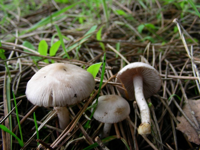 583 Febbraio vecchio ritrovamento